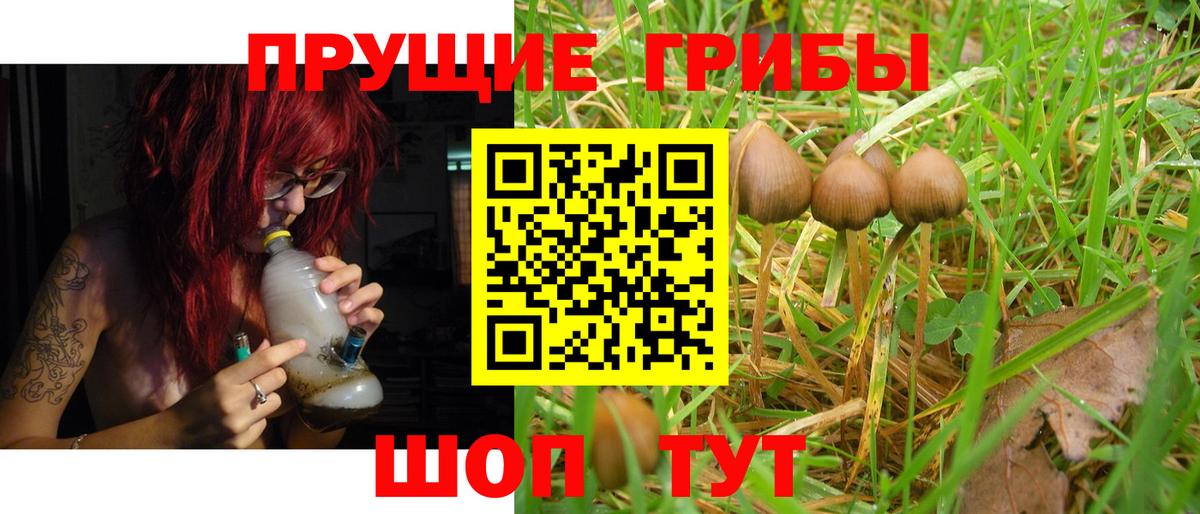 Псилоцибиновые грибы Psilocybine cubensis Новосибирск